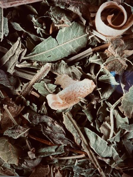Découvrez la tisane du Berger de Dammann Frères à la Maison Schreiber, située à proximité de Colmar.